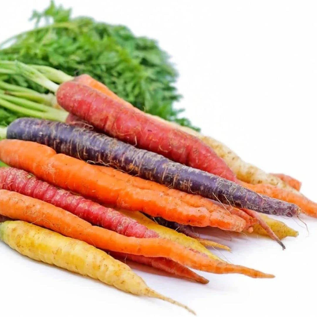 Rainbow Carrot Seeds 750 Count | Non-GMO Heirloom Vegetable Seeds | Daucus carota - Colorful Root Veggie for Garden