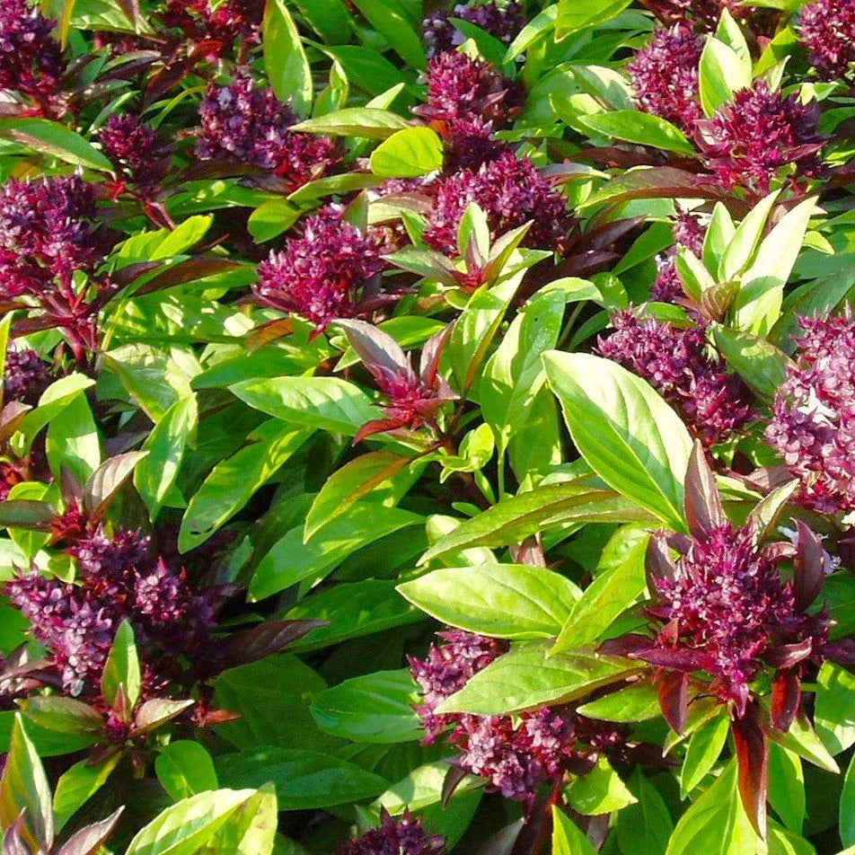 Thai Basil Seeds 500 mg - Siam Queen Variety, Ocimum basilicum var. thyrsiflora - Ideal for Herb Garden & Culinary Use