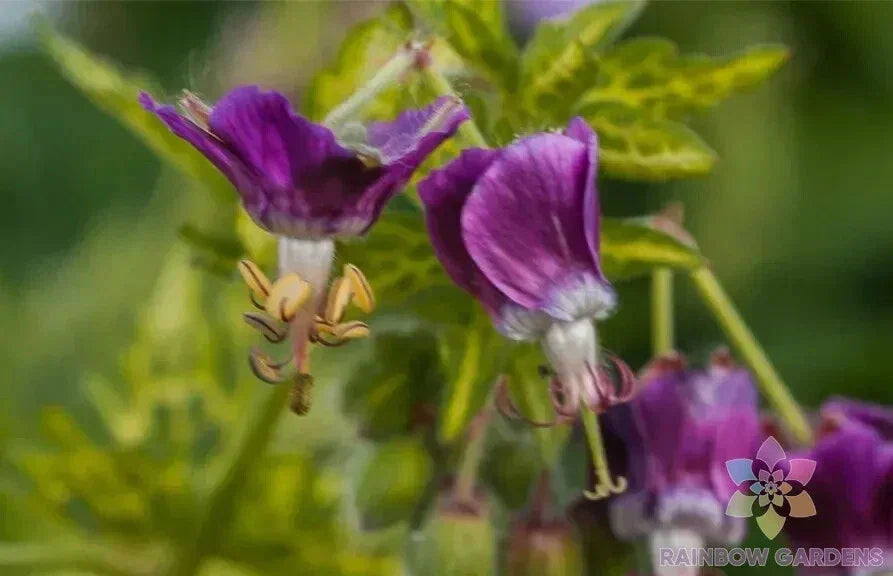 25+ Conny Broe Geranium Seeds, Pelargonium × hortorum, Non-GMO for Garden Planting, USA, Vibrant Annual Flower Seeds