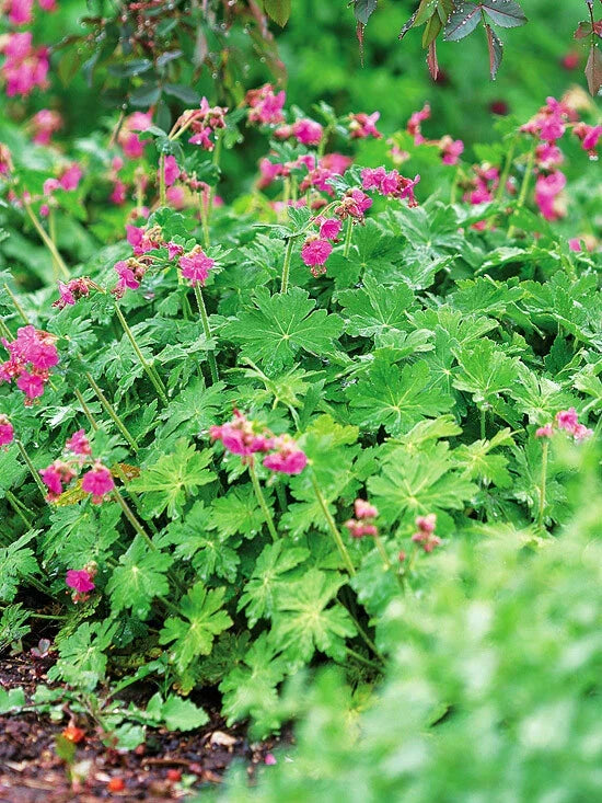 Big Root Geranium Live Plants Set of 3 - Geranium macrorrhizum Perennial Ground Cover for Shaded Areas