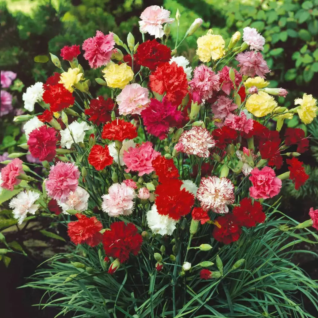 Carnations Starter Plants 4-Pack Grenadin Mix - Fragrant Perennials in Dark Red, Yellow, White, Rose - Dianthus caryophyllus