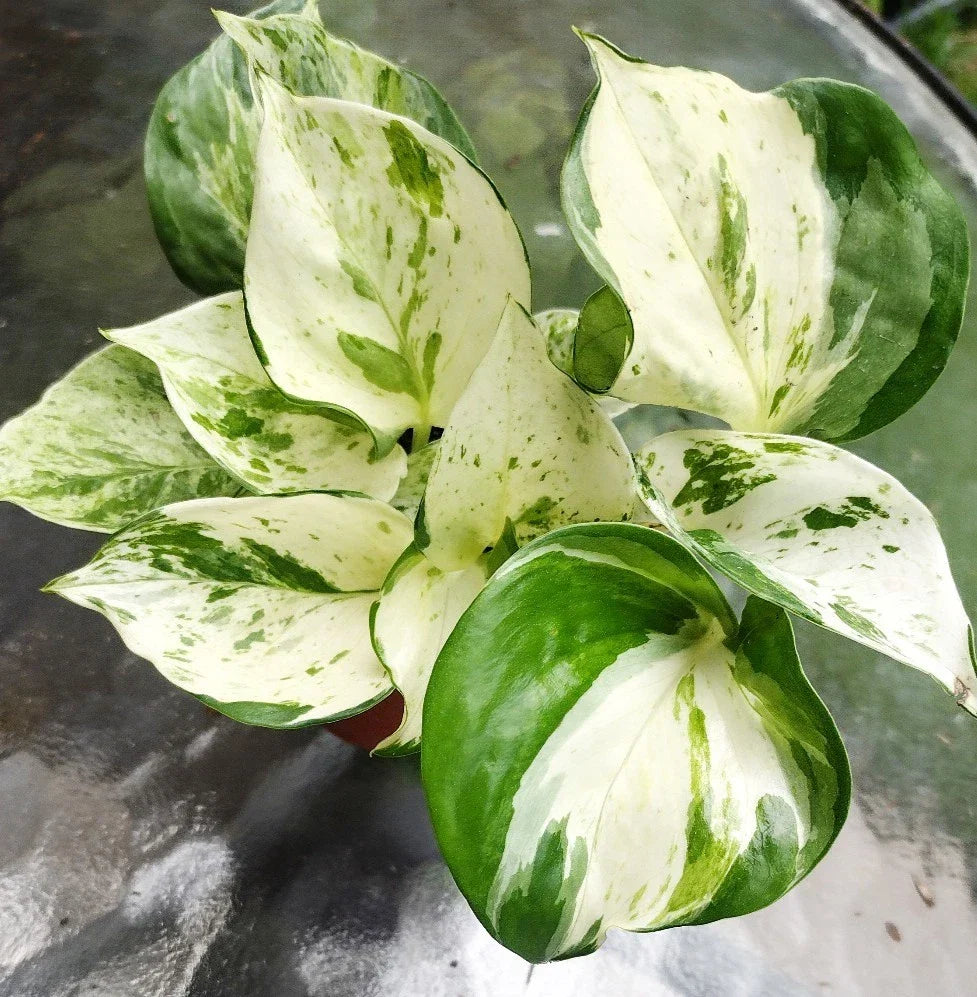 Manjula Pothos Plant - Fully Rooted Decorative Houseplant - Epipremnum aureum 'Manjula' - Variegated Green and Cream Leaves