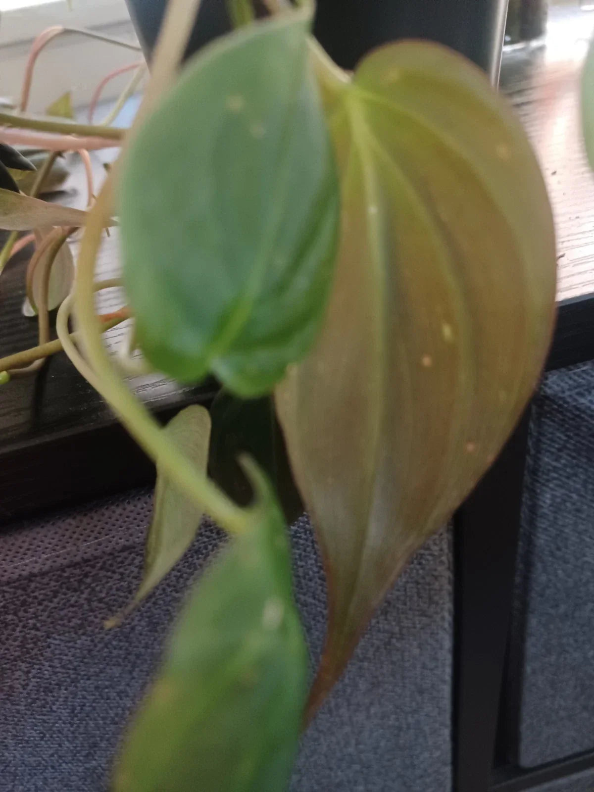 Philodendron Cuttings - 3 Mican Velvety - Philodendron hederaceum var. mican - Easy Care Indoor Plant Decor