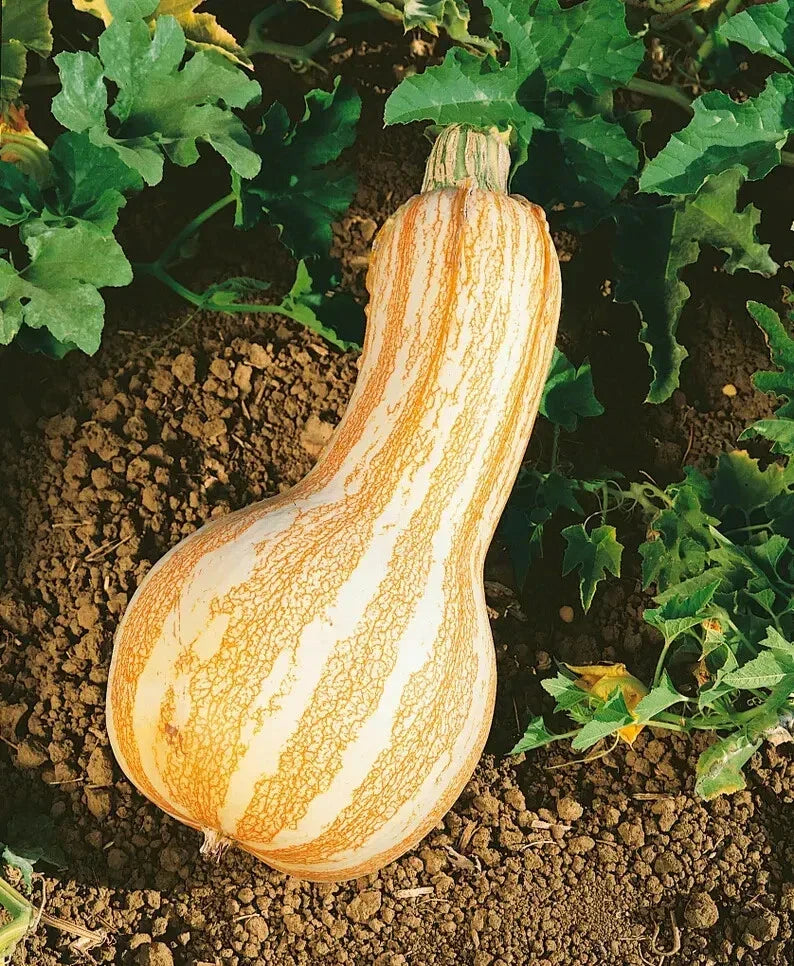 Orange Striped Cushaw Squash Seeds - Organic 10 Pack - Cucurbita maxima - Non-GMO, Easy to Grow for Home Gardens