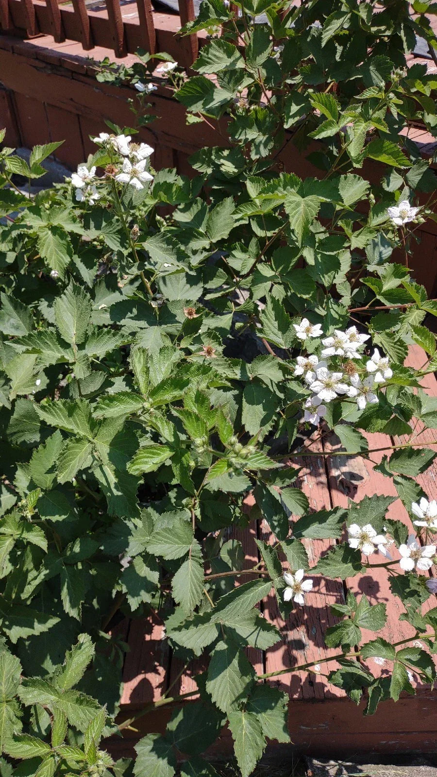Organic Blackberry Plant Cuttings 5-Pack Unrooted Rubus Allegheniensis - Easy to Grow Berry Plants for Your Garden