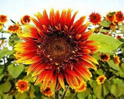 Joker Sunflower Seeds - 25 Perennial Flower Seeds - Helianthus annuus - Bright Yellow Blooms with Dark Center