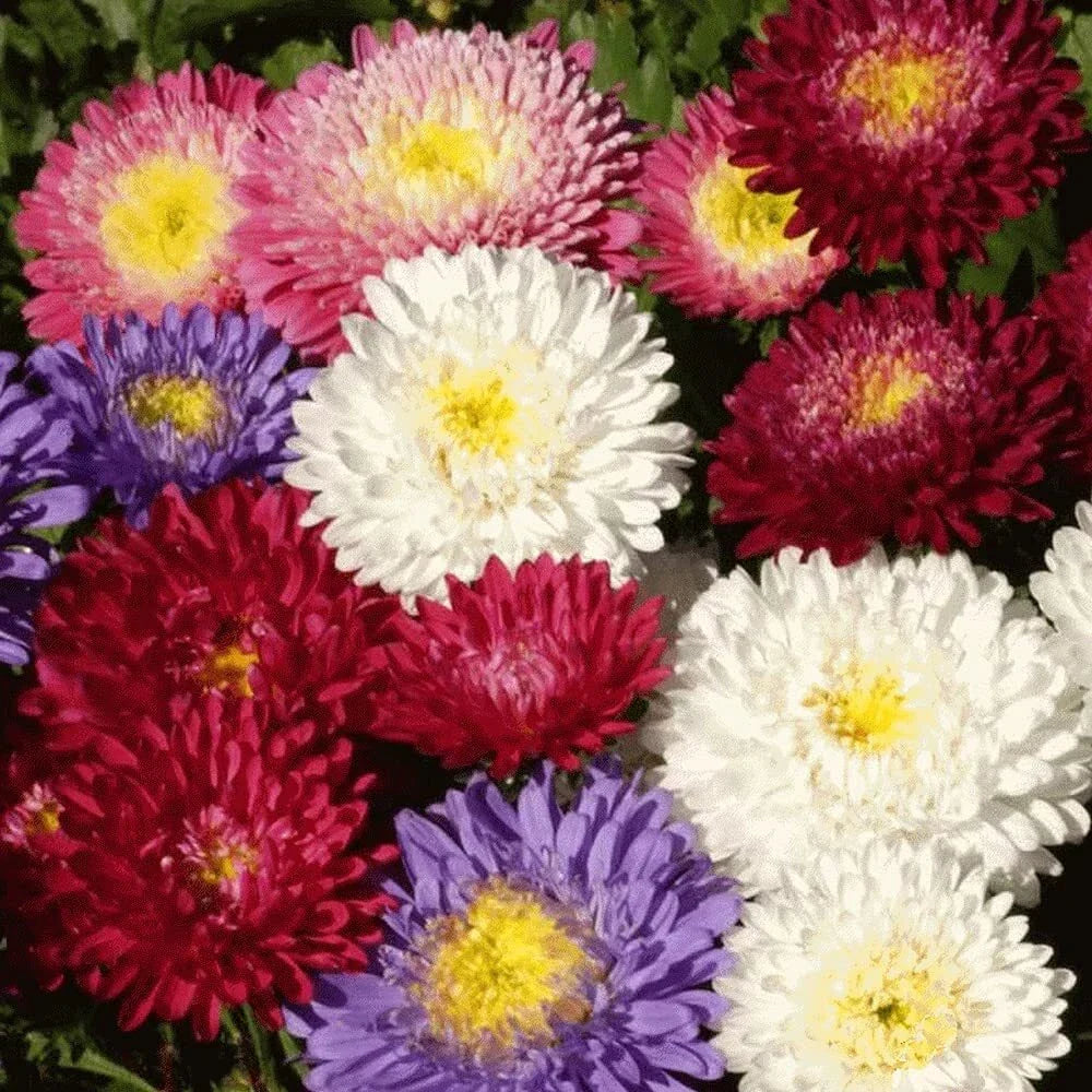 Aster Seeds - 100 Count Powder Puff Mix, Colorful Annual Cut Flowers, Aster amellus