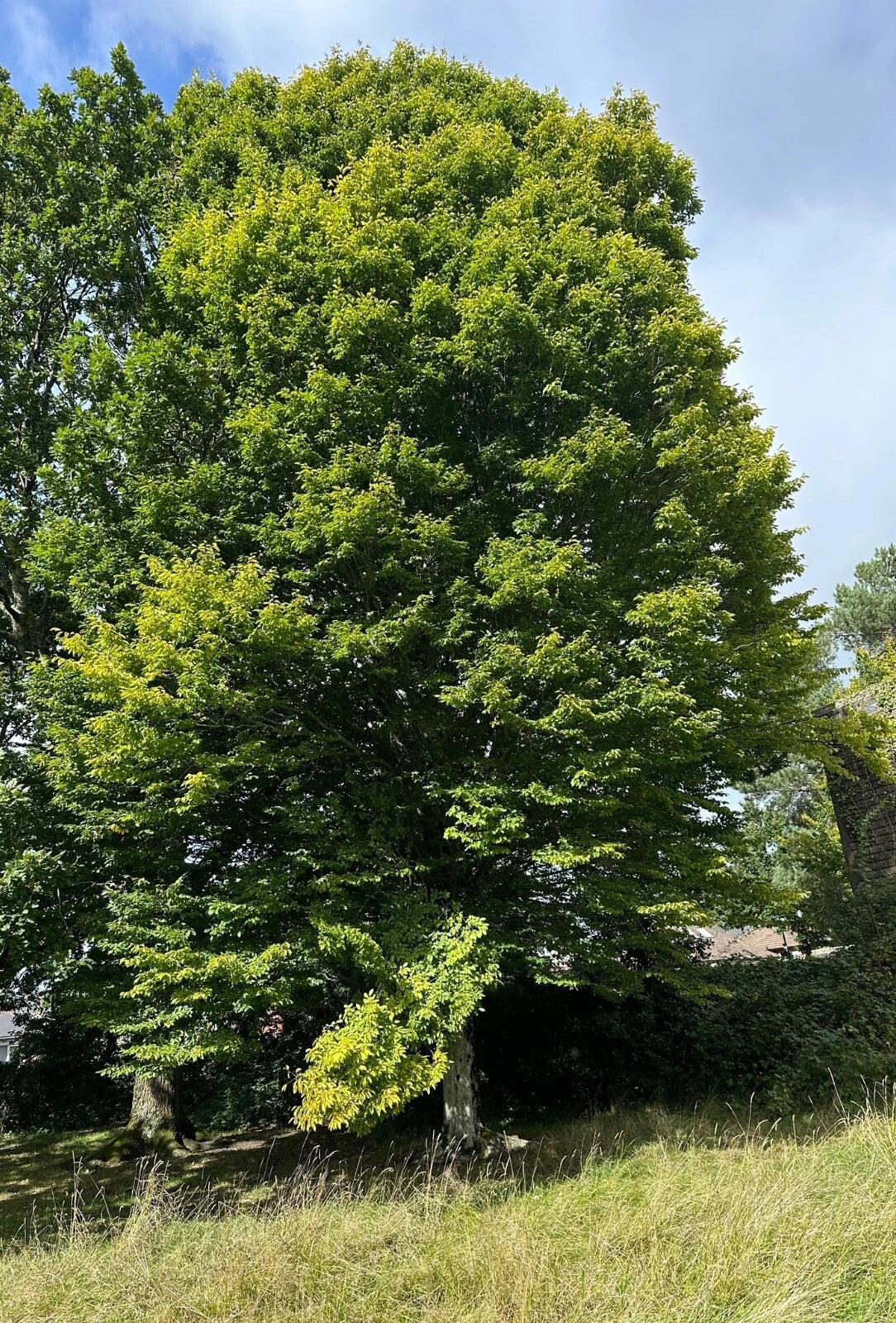 European Hornbeam Seeds - Bulk Carpinus Betulus - Ideal for Landscaping and Hedges - Hardy Shade Tree
