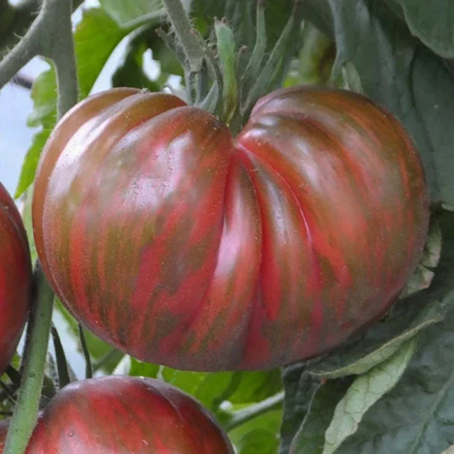 Pink Berkeley Tie-Dye Tomato Seeds - 25 Count - Organic Heirloom Variety - Solanum lycopersicum - Ideal for Home Garden