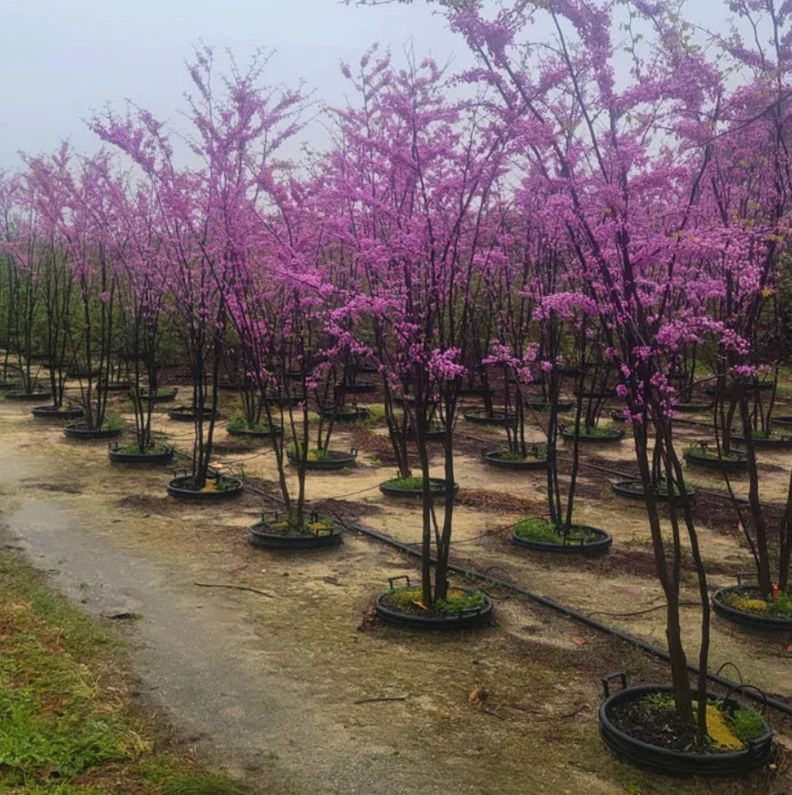 Set of 4 Eastern Redbud Trees - 6-12" Bare Root Seedlings - Cercis Canadensis - Vibrant Pink Flowers for Gardens