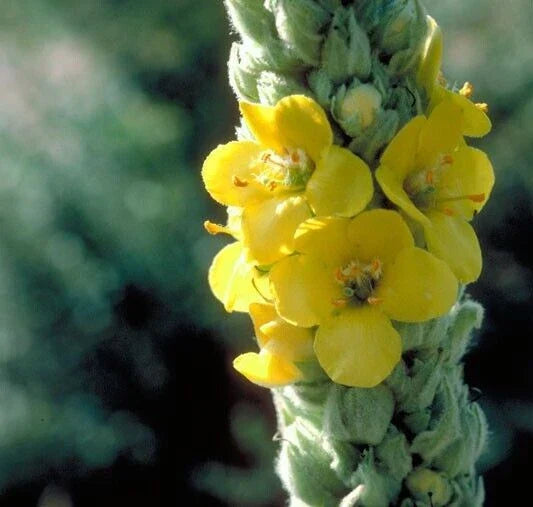 Mullein Seeds 100+ Organic Wildcrafted Herb Verbascum thapsus Yellow Blooms Drought Resistant Pollinator Friendly