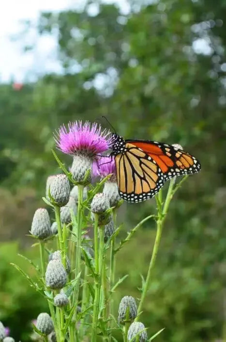 Swamp Thistle Seeds - 100 Pack - Cirsium muticum - Native Plant for Wetland Gardens - Attracts Pollinators
