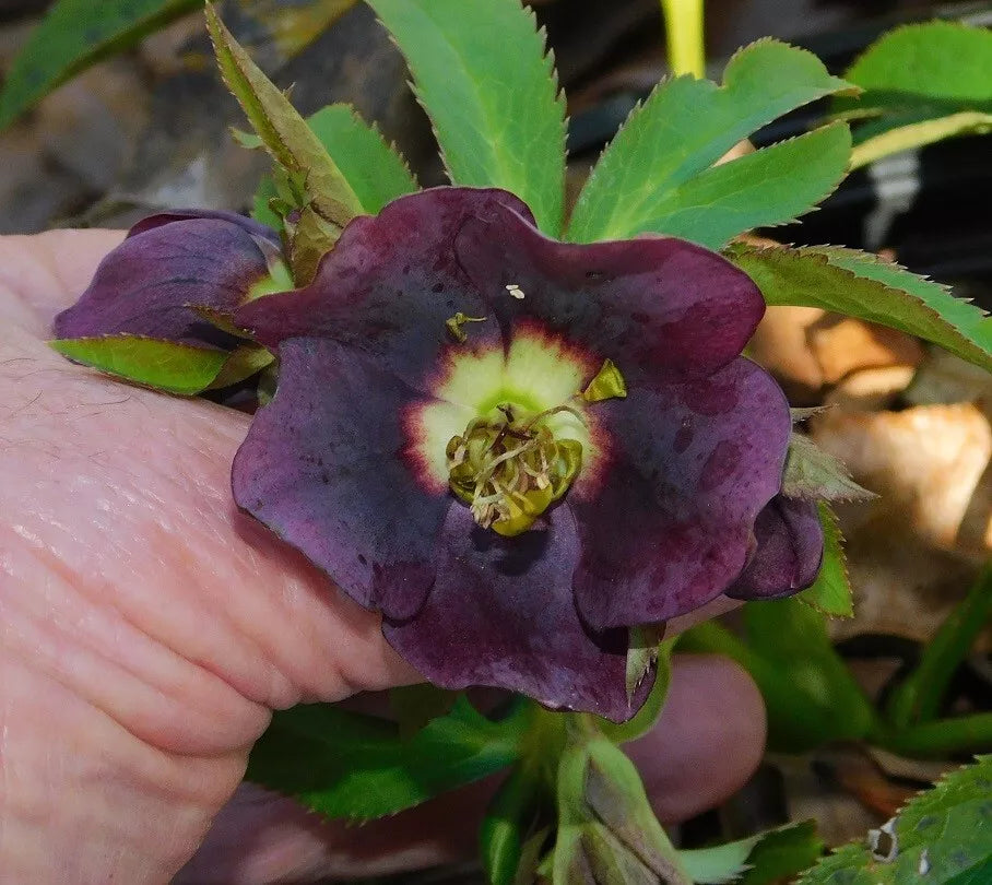 Hellebore Plants Mixed Seedlings - Colorful Perennial Blooms - Helleborus spp. - Ideal for Shady Gardens and Container Planting
