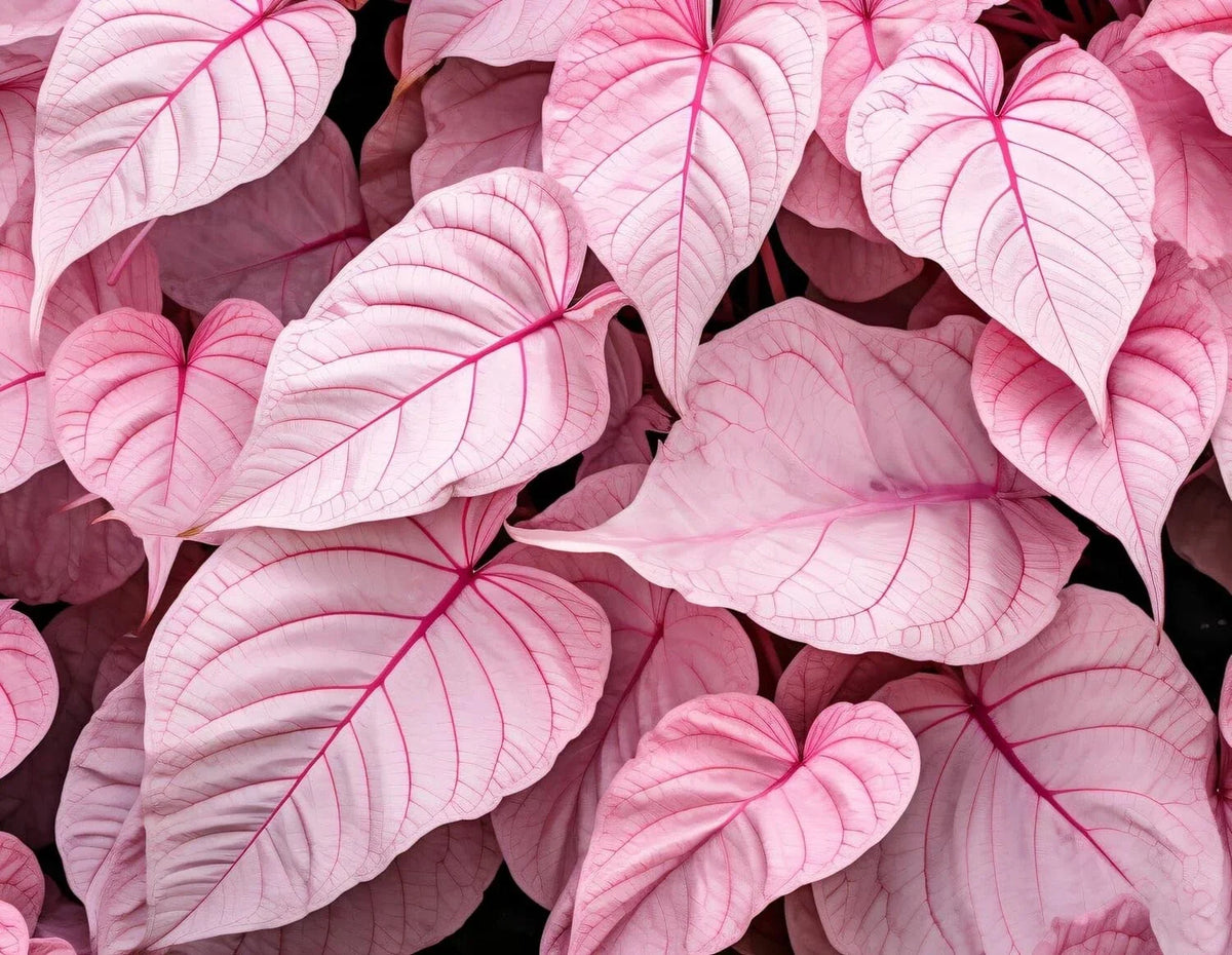 Caladium Bulbs 6 Pack - Pinky Swear Variety - Caladium bicolor - Perennial Elephant Ears for Planting