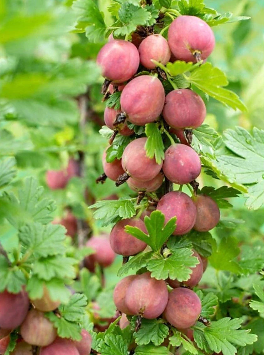 Jeanne Gooseberry Plant - 1 Live Rooted Edible Shrub - Ribes hirtellum - Sweet Tangy Berries - Zones 3-7