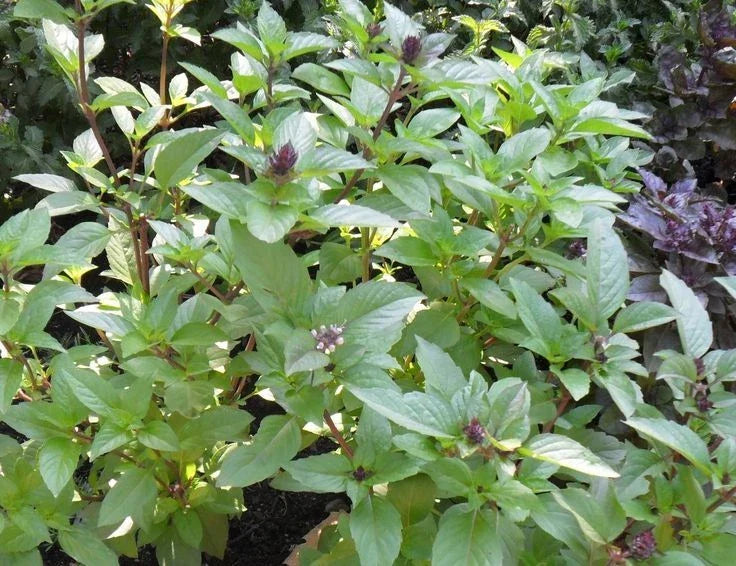 Cinnamon Basil Seeds - 3,200 Heirloom Culinary Herb - Spicy Flavor - Ocimum basilicum 'Cinnamon' - Non-GMO Gardening Seeds