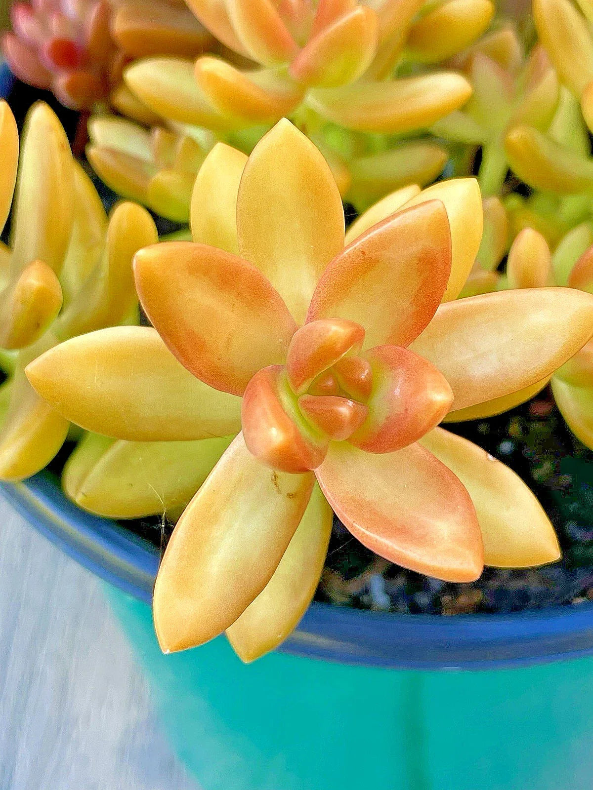 Rare Succulent Cutting 2-Inch Sedum Adolphi 'Orange Delight' Unrooted, Bright Orange Foliage, Drought-Tolerant Plant