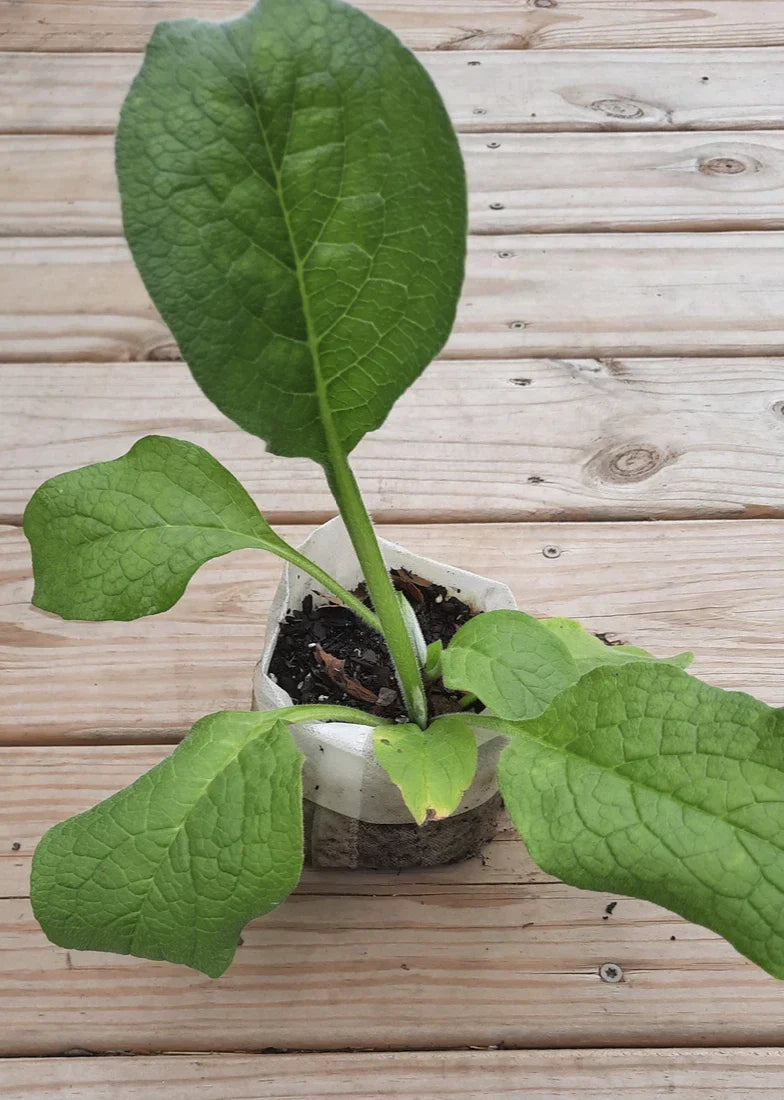 Comfrey Root Cutting, Established Bocking 4 Variety, Symphytum x uplandicum, Herbal Plant for Gardening & Medicinal Use