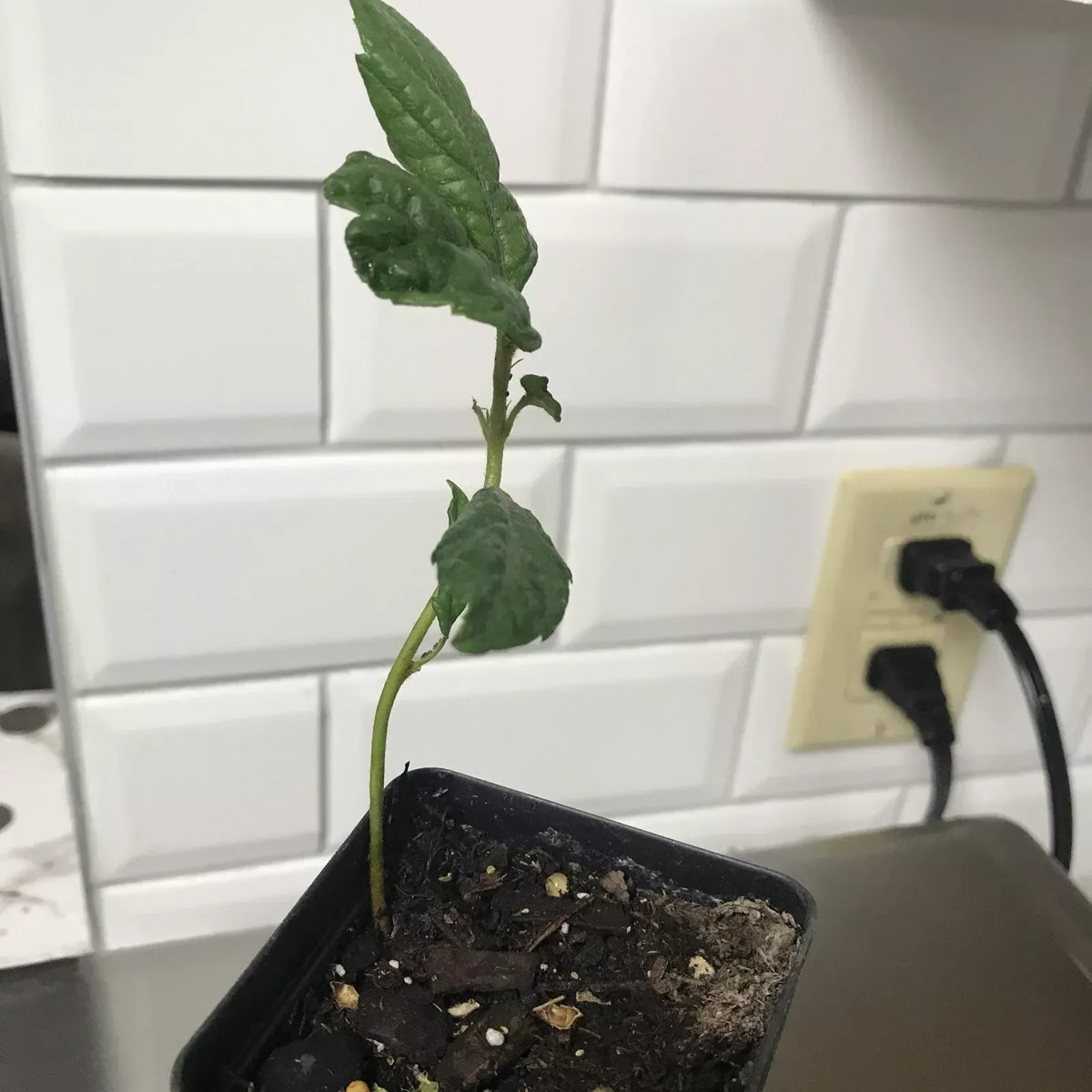 Loquat Fruit Tree Seedling 4-6 Inches in Pot, Eriobotrya japonica, Compact & Low Maintenance, Perfect for Small Gardens