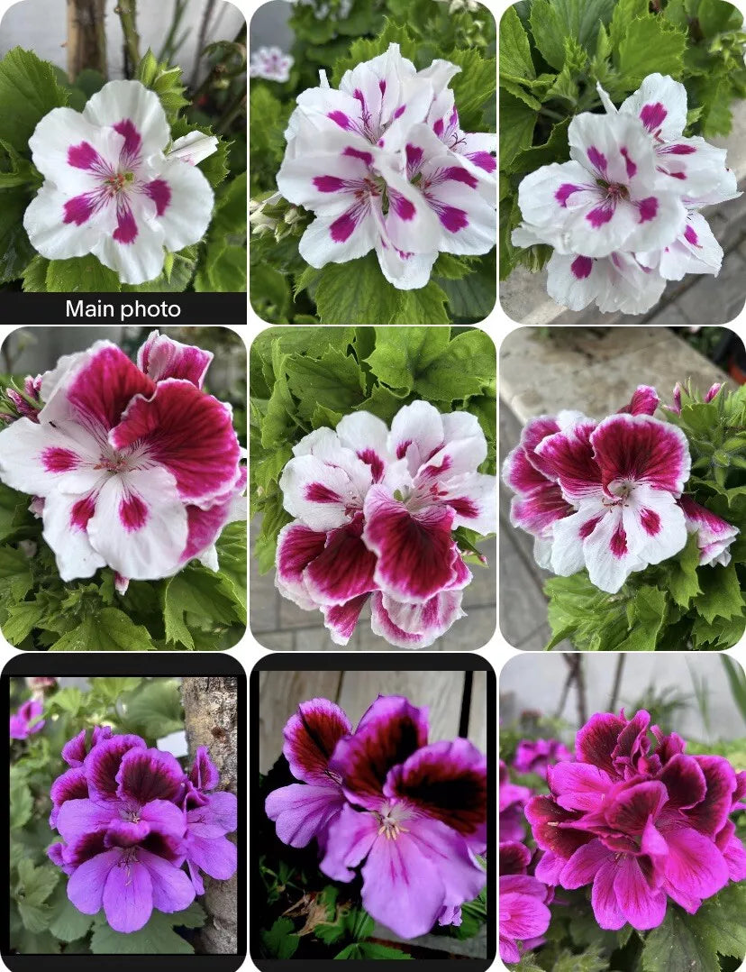 Live Geranium Plants Set, 3” Pot, Colorful Pelargonium Variety, Easy Care, Perfect for Containers
