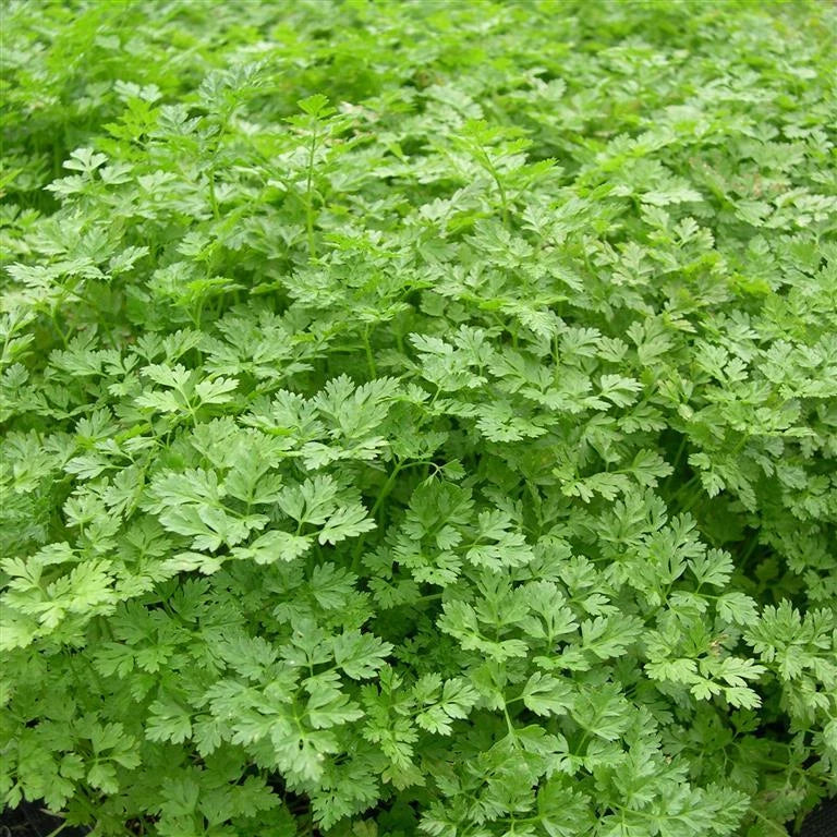 Curled Chervil Seeds - Herb Seed Packet (200 Seeds) - Anthriscus cerefolium - Fresh Culinary Herb for Gardening
