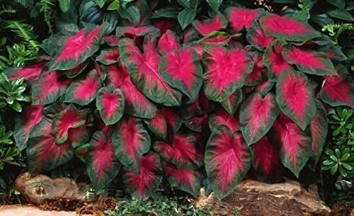 Caladium Bulbs 6 Pack Buck Variety - Colorful Foliage for Shady Gardens - Caladium x hortulanum