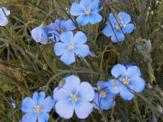 Flax Seeds 1000 Count - Blue Perennial Flower - Linum usitatissimum - GroCo USA - Ships Free with Any 15 Purchase