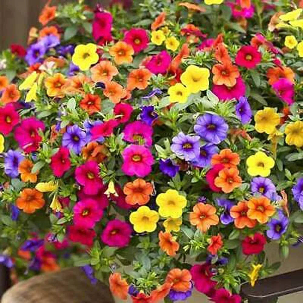 Petunia Flower Seeds 200+ Mixed Color Non-GMO | Petunia × hybrida | Easy to Grow Garden Seeds