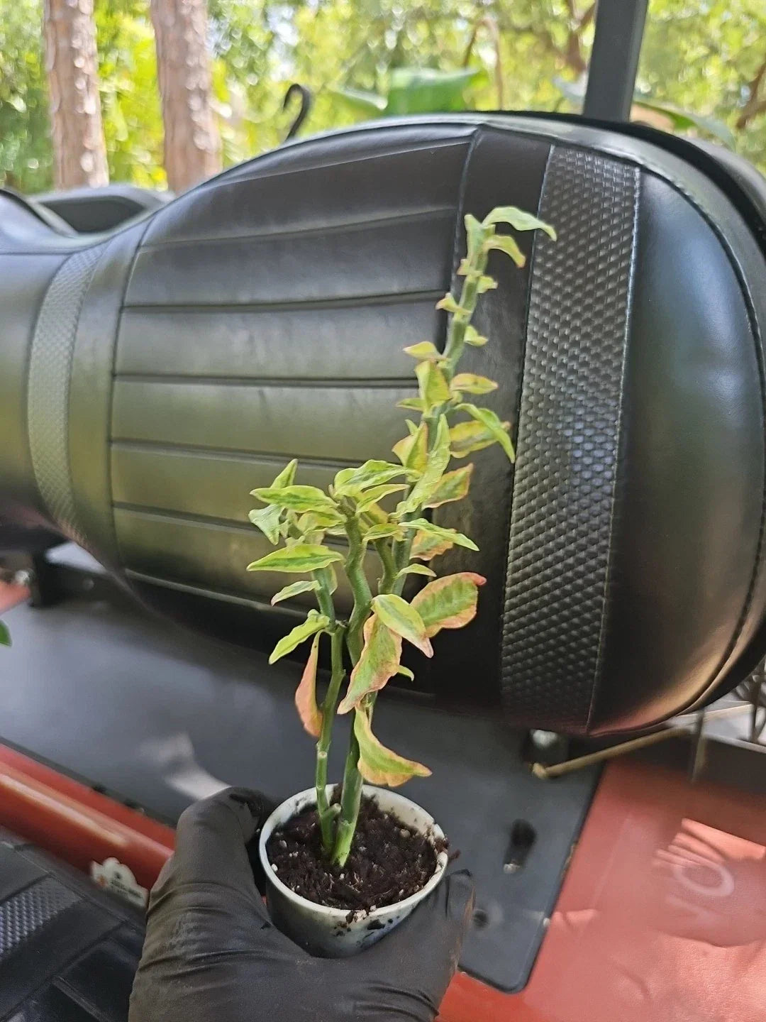 Variegated Devil’s Backbone Plant 2.5" Pot Zigzag Growth Euphorbia tithymaloides - Unique Indoor Outdoor Decoration