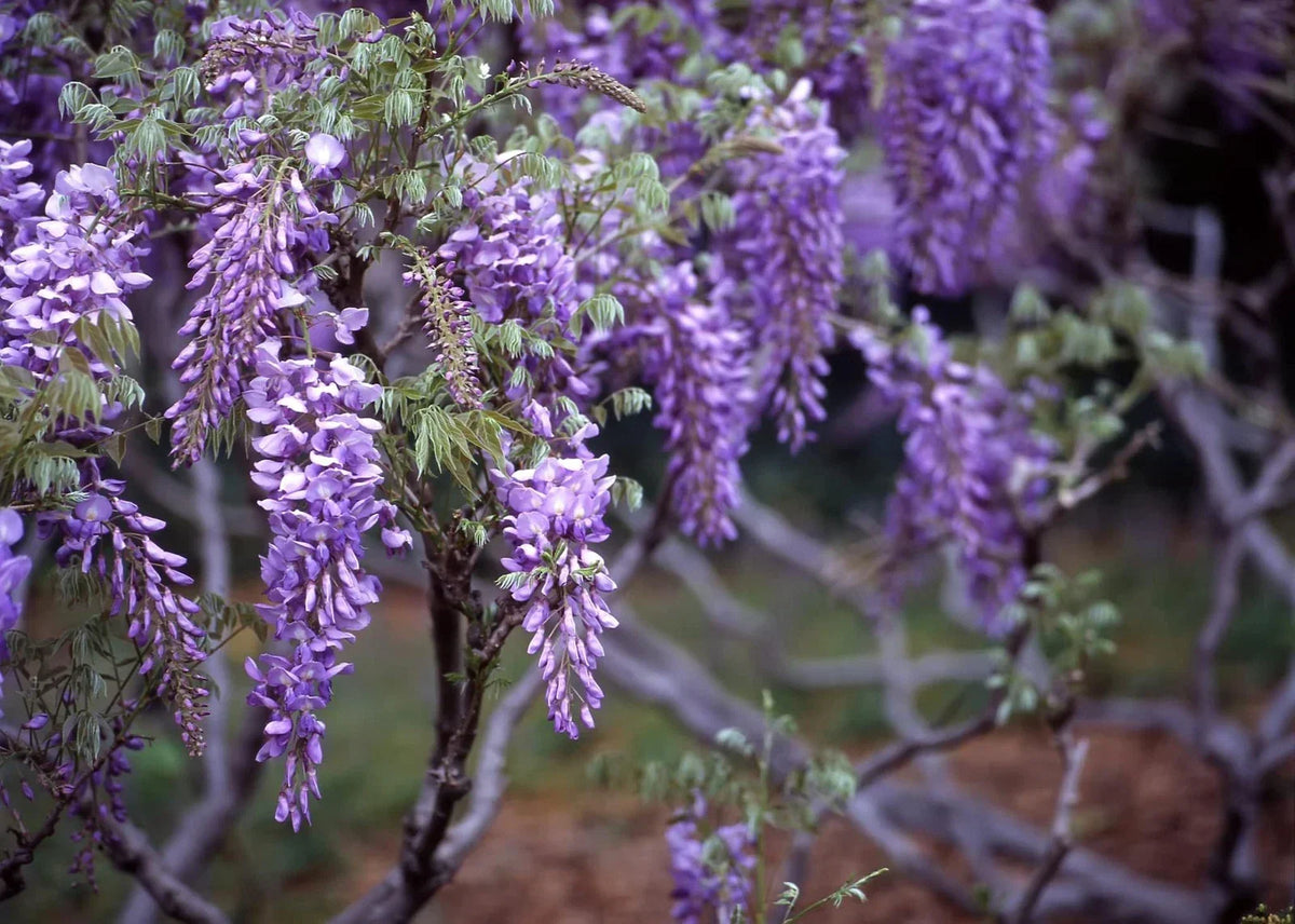 Wisteria Seeds - 20 Purple Flowering Vine Seeds (Wisteria sinensis) for Planting, Fast-Growing Climbing Plant