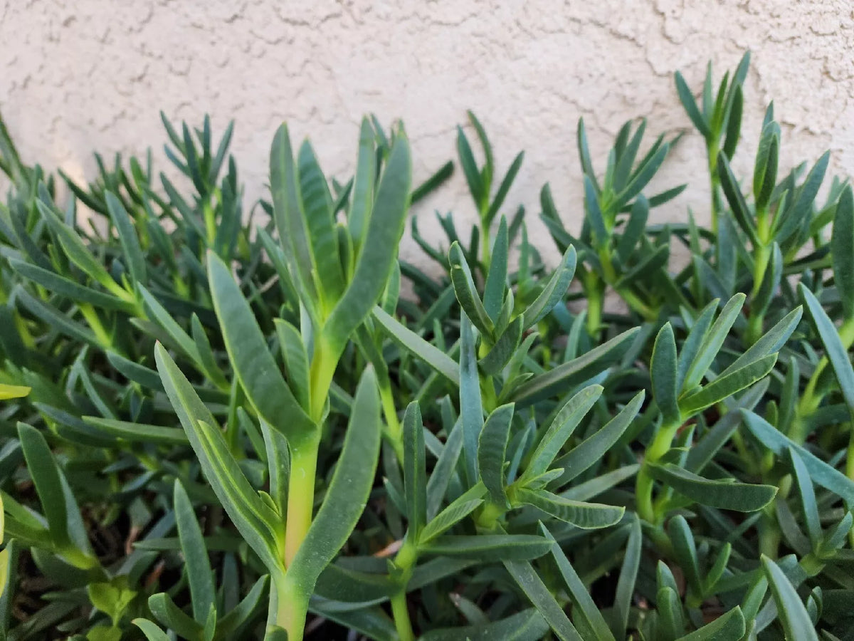Live Ice Plant Cuttings 48 Pack for Rooting Ground Cover (Delosperma spp.) - Drought-Tolerant Succulent for Sunny Gardens