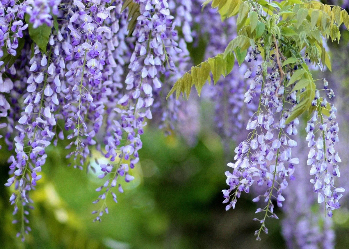 Purple Wisteria Live Plant - 2 Feet Well Rooted - Chinese Wisteria (Wisteria sinensis) - Fragrant Climbing Vine for Gardens