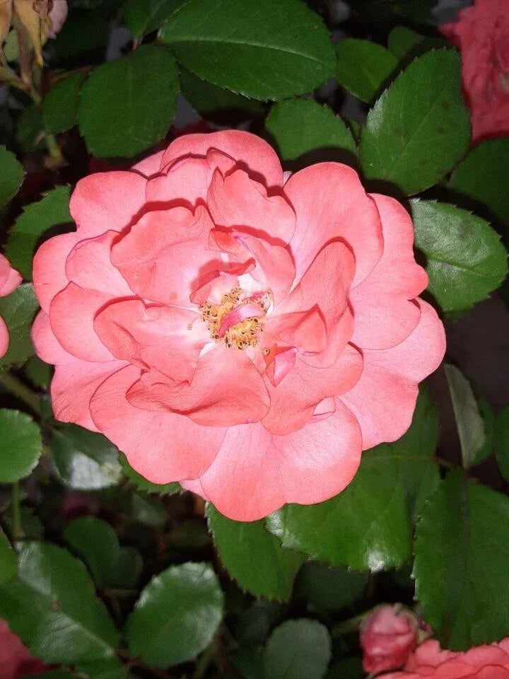 Coral Floribunda Rose Cuttings (4) - Vibrant Rosa 'Floribunda' for Garden or Container Planting
