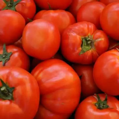 Beefsteak Tomato Seeds 100 Ct Heirloom Non-GMO (Solanum lycopersicum) - Premium Vegetable Garden Seeds for Home Growing