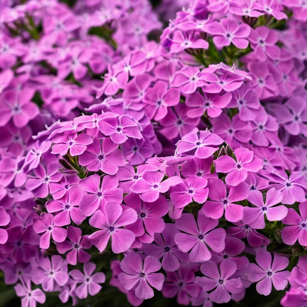 Ruby Phlox Seeds - 50 Perennial Flower Seeds for Bees & Butterflies - Phlox paniculata - Vibrant Ruby-Red Blooms