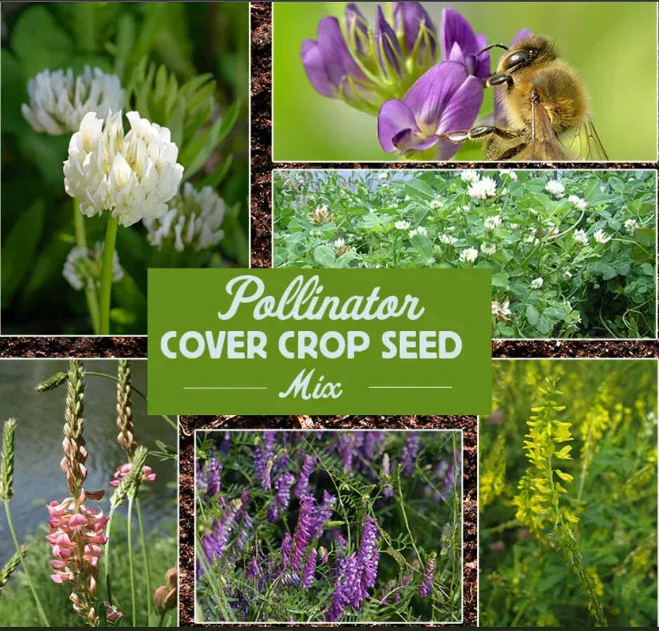 Bulk Wildflower Seeds Pack - Pollinator Cover Crop Blend for Bees & Butterflies - 3600 Seeds - Various Native Species