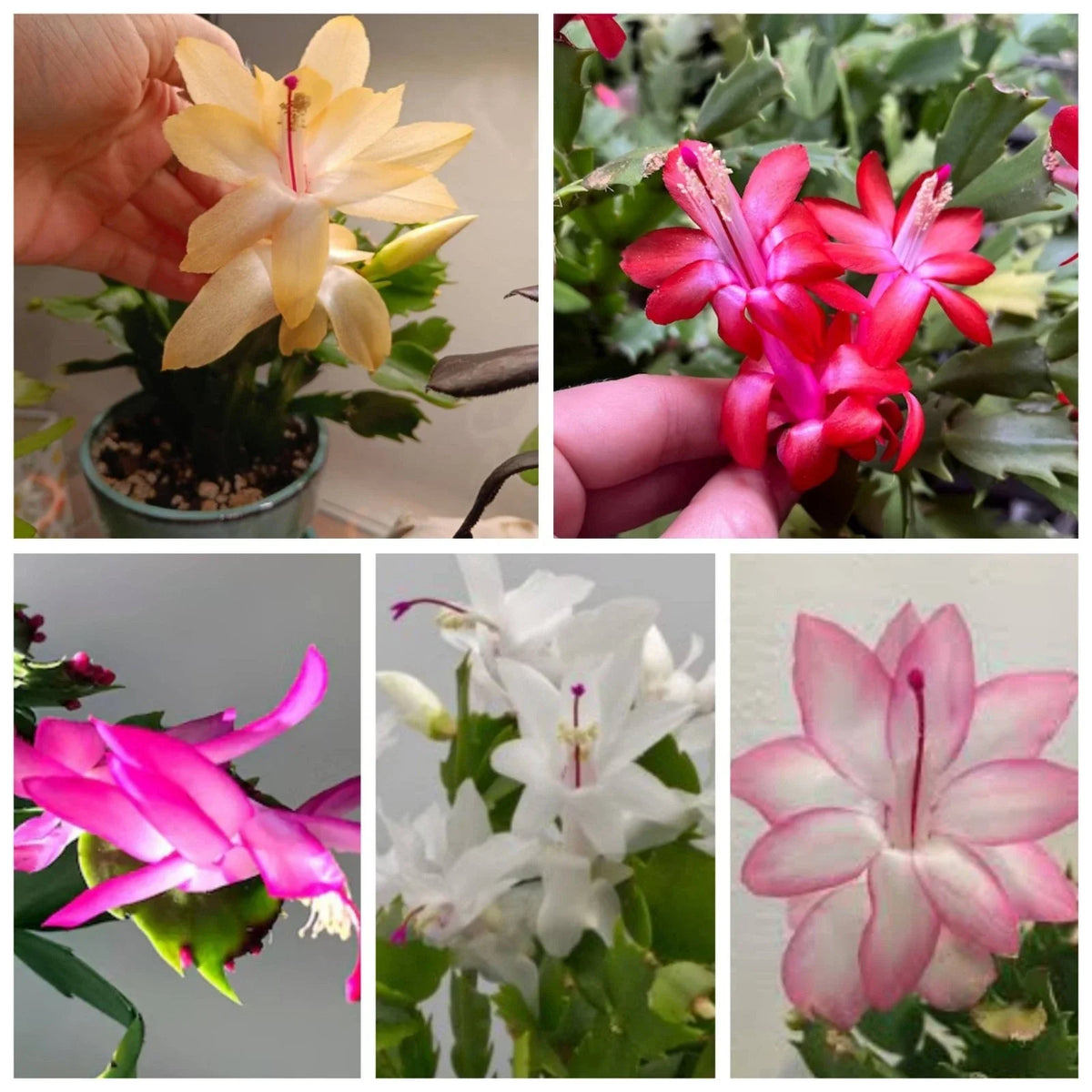 Thanksgiving Christmas Cactus Cuttings 5 Fresh Cuttings Assorted Colors Labeled Schlumbergera spp.