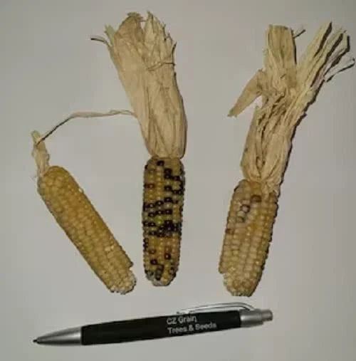 Tom Thumb Corn Seeds - 50 Seeds - Tiny Tim Indian Corn, Compact Growth, Zea mays