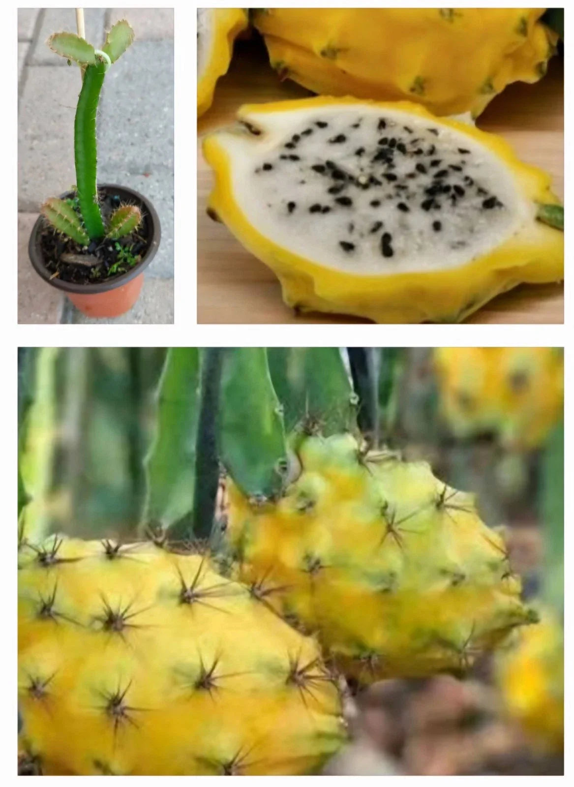 Rooted Yellow Dragon Fruit Plant in Pot - Hylocereus megalanthus - Tropical Climbing Vine for Indoor/Outdoor Gardening