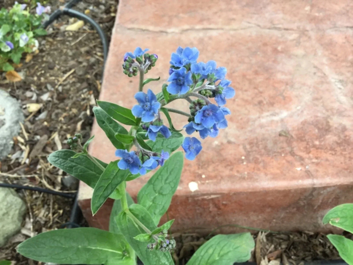 Forget Me Not Seeds - 100 Organic Seeds, Blue Flower Variety, Myosotis spp. - Ideal for Gardens, Pollinator Friendly