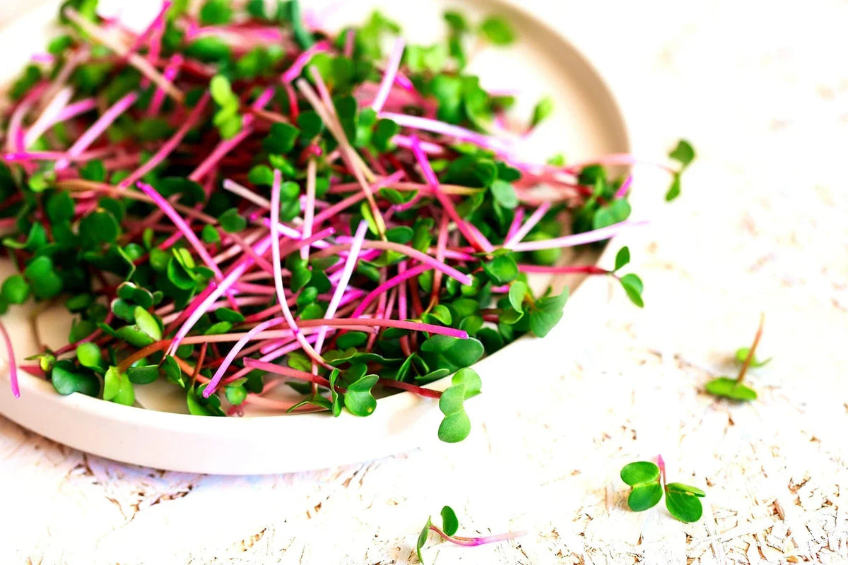 Radish Sprouts Seeds - 250 Count - Easy Growing Microgreens - Raphanus sativus - Nutritious & Flavorful for Salads & Wraps