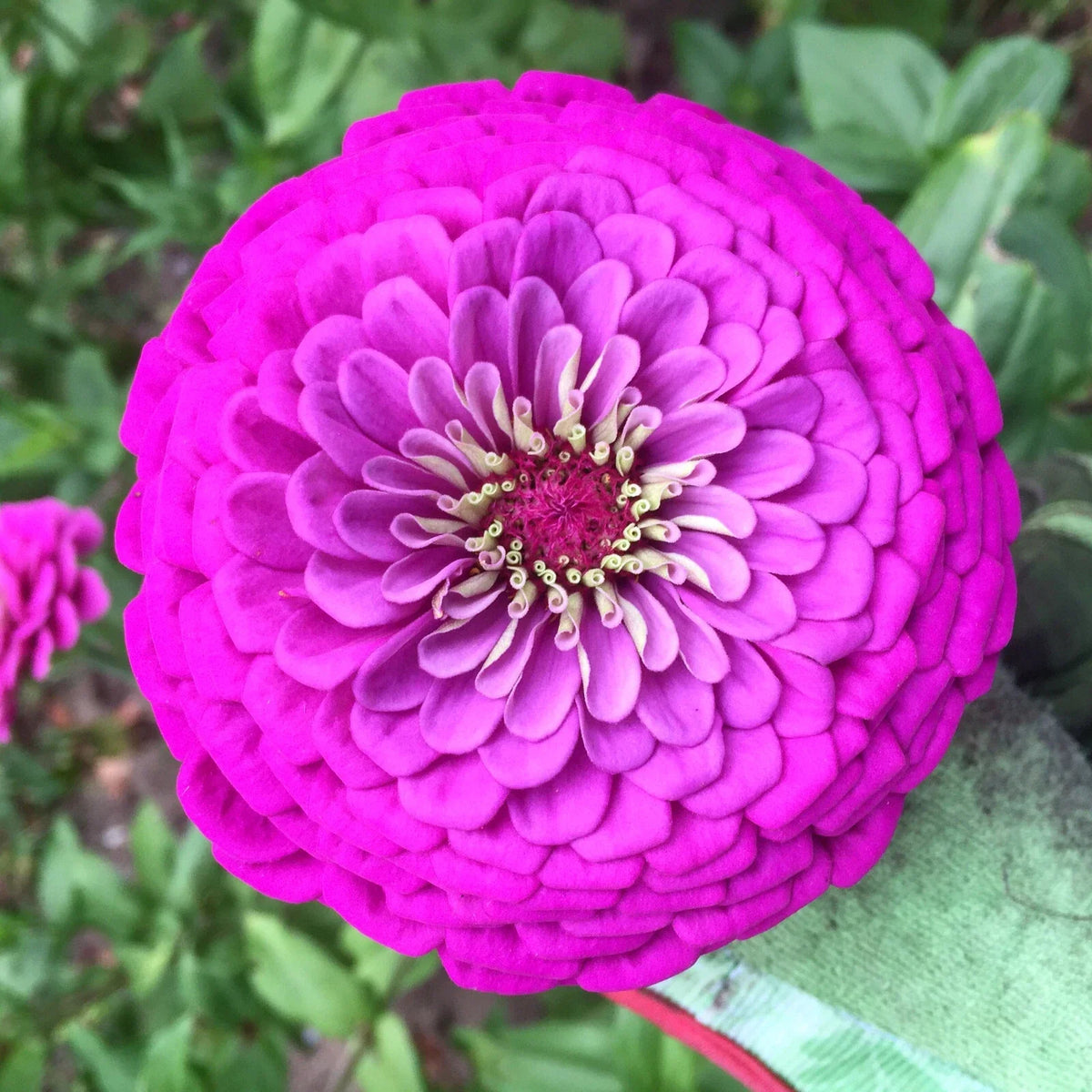 Purple Prince Zinnia Seeds - Pack of 50 | Giant Lavender Violet Pink Flowers | Zinnia elegans for Vibrant Summer Gardens