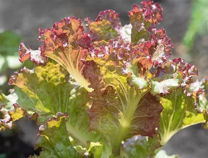 Lettuce Seeds 210 Count Red Sails Non-GMO Lactuca sativa - Fast-Growing Leaf Variety for Home Gardens