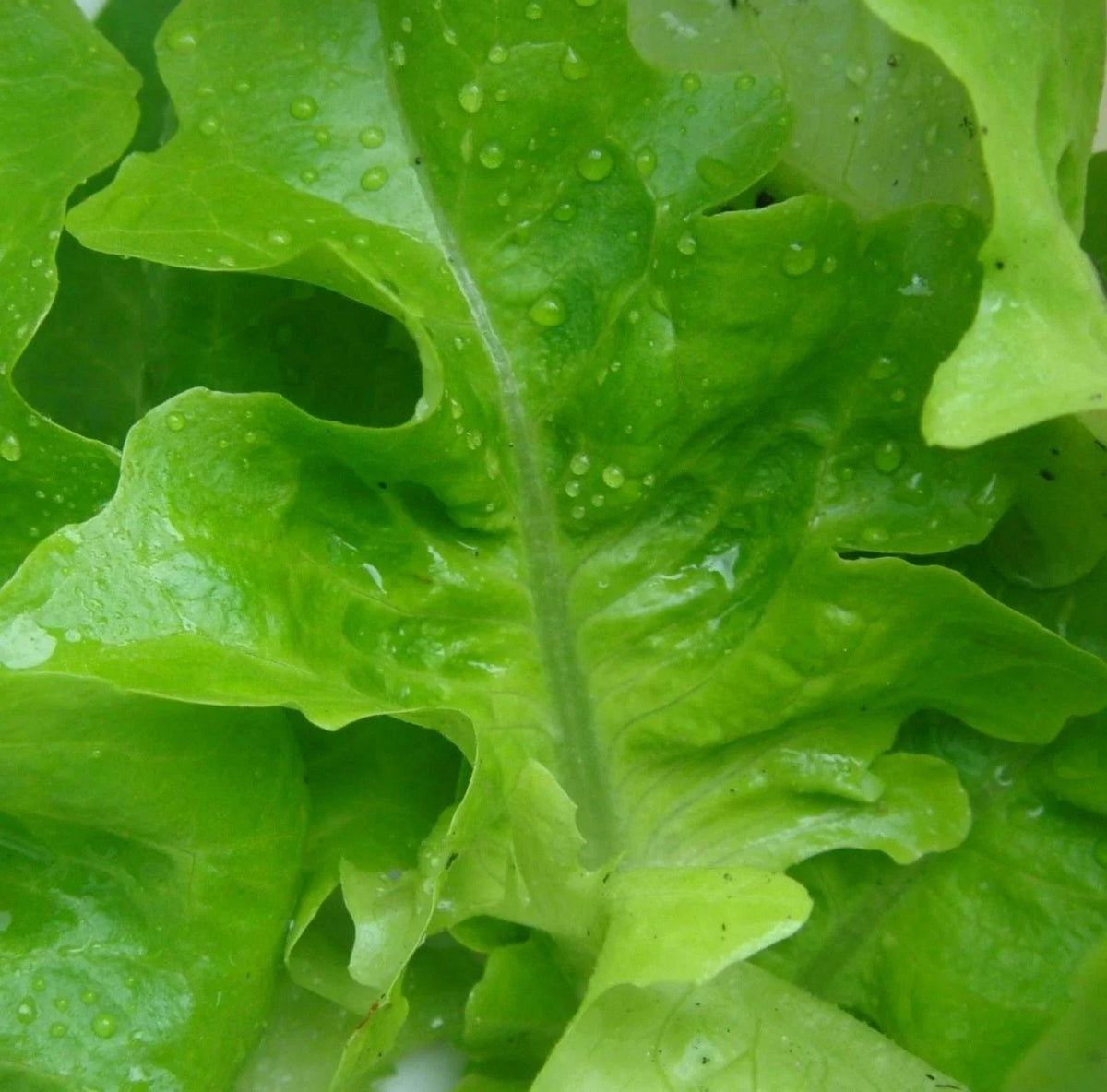 1000 Lettuce Seeds - Oak Leaf Green Variety - Lactuca sativa - Non-GMO - Ideal for Salads - GroCo USA