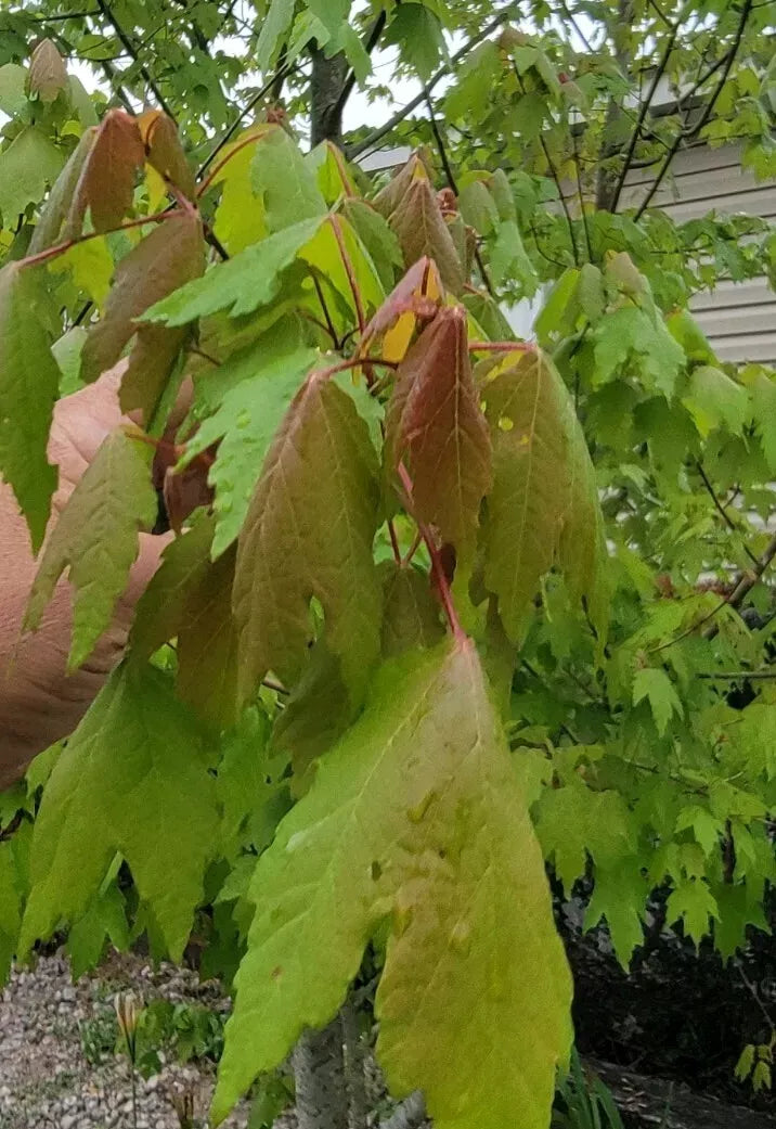 Florida Red Maple Seedlings 4"-8" Bare Root Live Plants Acer Rubrum - Scarlet Foliage, Deciduous Tree for Landscape