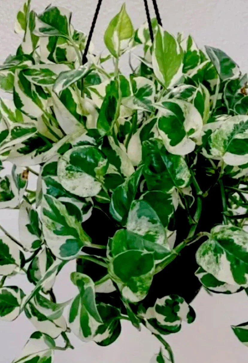 N'Joy Pothos Plant in 3 Inch Pot, Variegated Indoor Houseplant, Epipremnum aureum 'N'Joy', Low Light Tolerant, Air Purifying