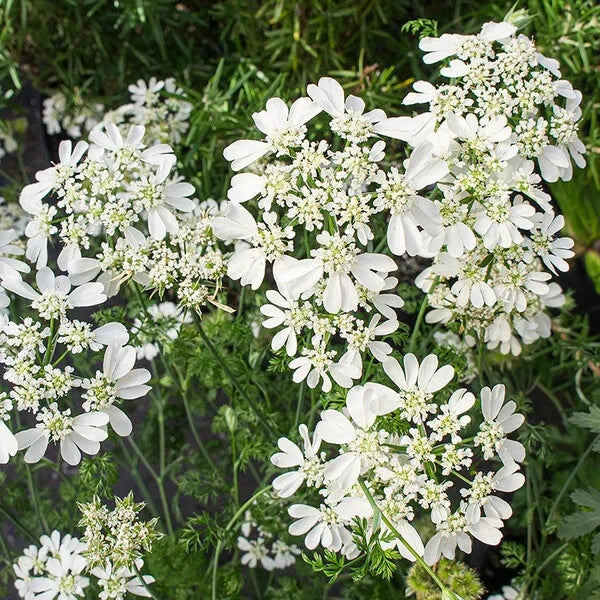 Minoan Lace Flower Seeds | 30 Pack | White Lace Flower | Orlaya grandiflora | Easy to Grow, Attracts Pollinators