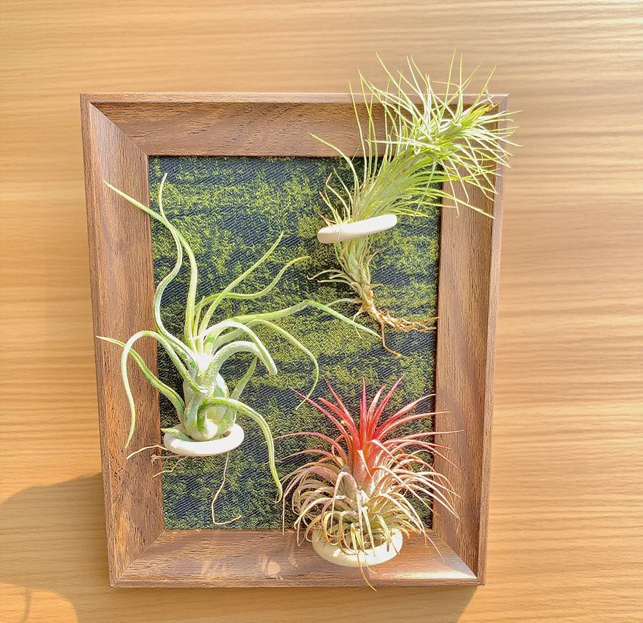 Air Plants Frame 8" with Funckiana, Caput-Medusae & Ionantha Stricta - Tillandsia Collection for Indoor Decor