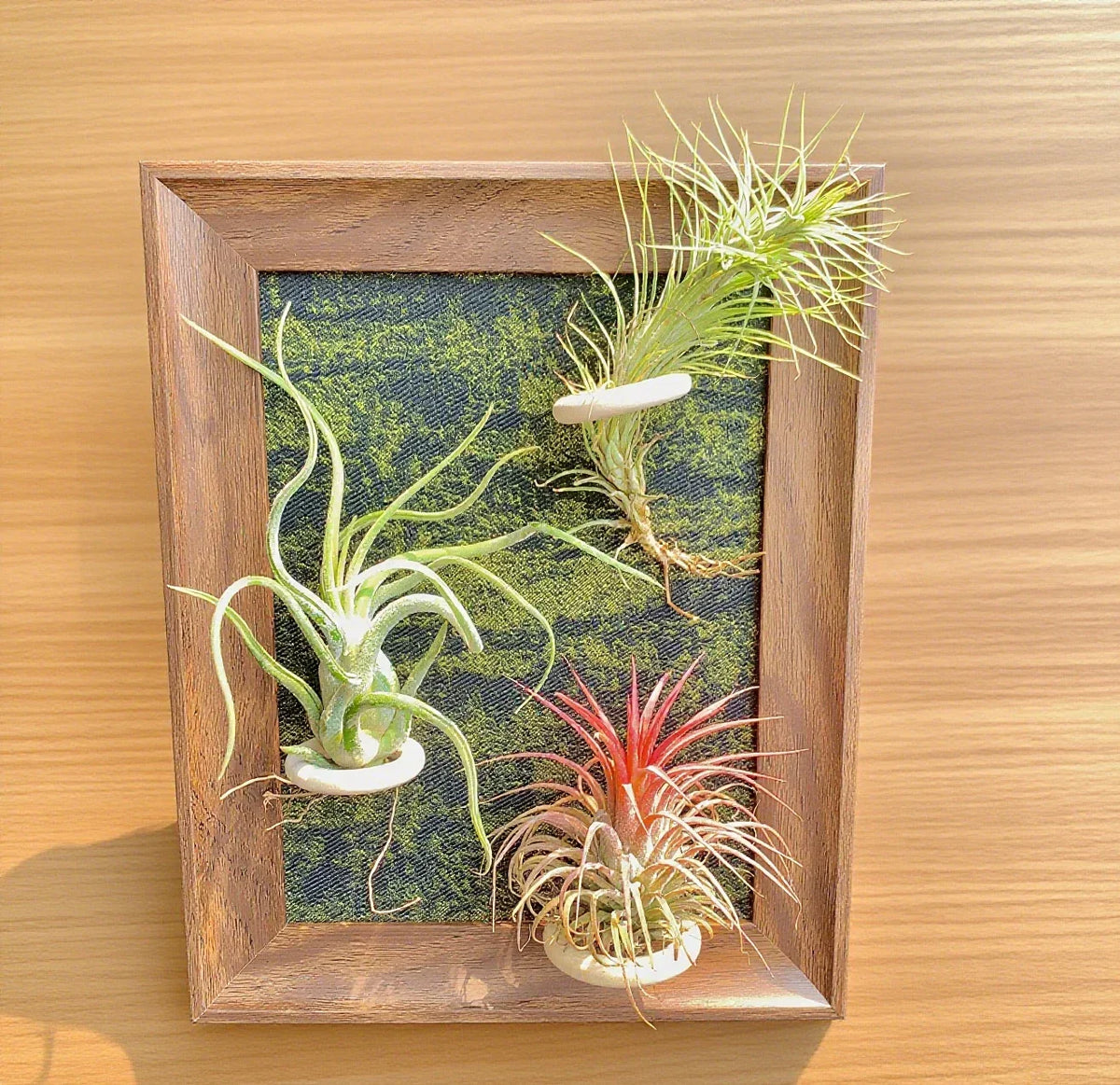 Air Plants Frame 8" with Funckiana, Caput-Medusae & Ionantha Stricta - Tillandsia Collection for Indoor Decor