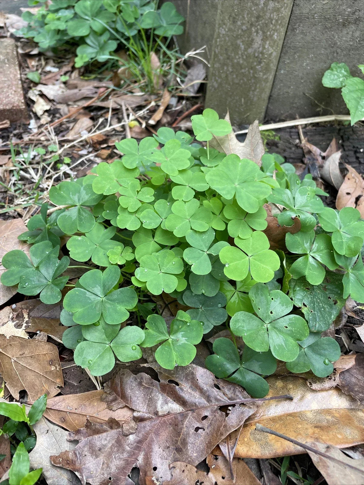 40 Pink Oxalis Bulbs - Oxalis triangularis - Easy Care Perennial for Tropical Gardens - Drought-Resistant Wood Sorrel